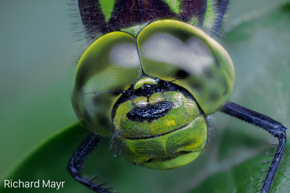 CamRanger Macro Photography Automatic Focus Stacking