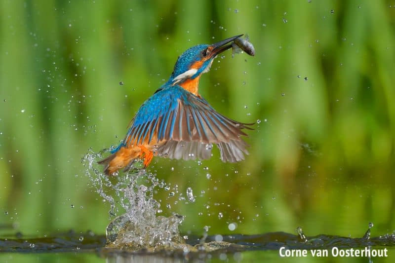 Bird Wildlife Photography