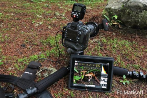 Mushroom Photography