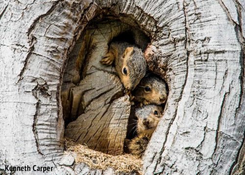 Remote squirrel photography