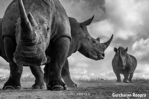 Remote Rhino Wildlife Photography